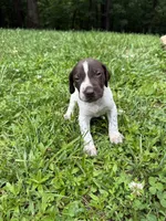 Boy 1, a male German Shorthaired Pointer for sale in Warne, NC – 3 of 10