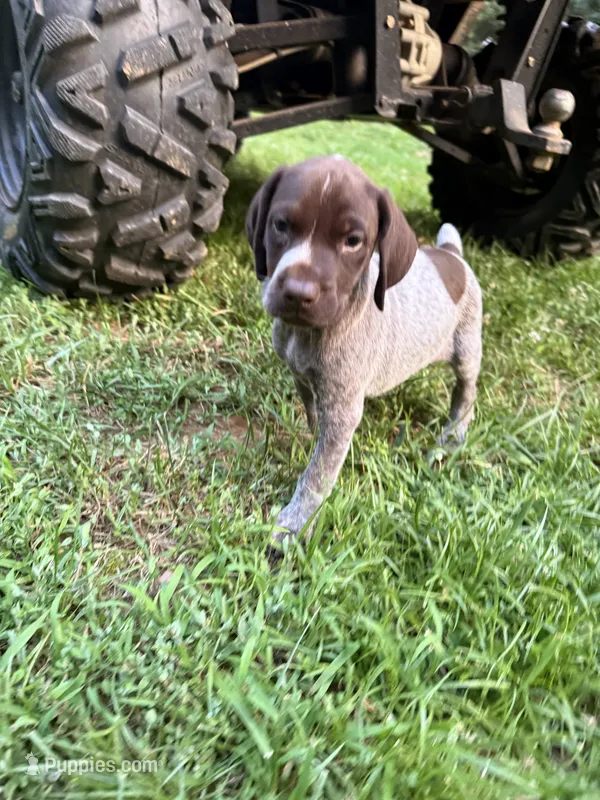 Girl 5 – German Shorthaired Pointer puppy for sale in Warne, NC