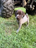 Girl 5, a female German Shorthaired Pointer for sale in Warne, NC – 1 of 10