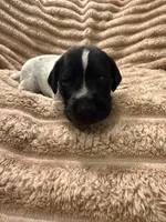 Girl 3, a female German Shorthaired Pointer for sale in Warne, NC – 5 of 10