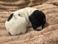 Girl 1, a female German Shorthaired Pointer for sale in Warne, NC – 7 of 10