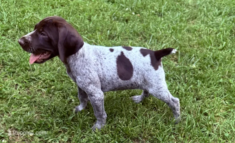 Girl 4 – German Shorthaired Pointer puppy for sale in Warne, NC