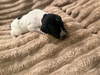 Girl 1, a female German Shorthaired Pointer for sale in Warne, NC – 8 of 10