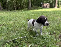 Boy 1, a male German Shorthaired Pointer for sale in Warne, NC – 5 of 10