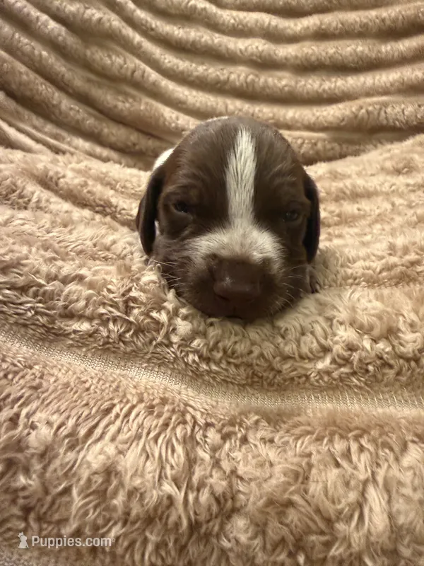 Boy 2 – German Shorthaired Pointer puppy for sale in Warne, NC