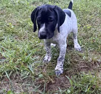 Girl 1, a female German Shorthaired Pointer for sale in Warne, NC – 5 of 10