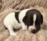 Boy 1, a male German Shorthaired Pointer for sale in Warne, NC – 3 of 10