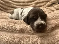Girl 4, a female German Shorthaired Pointer for sale in Warne, NC – 3 of 10