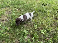 Girl 2, a female German Shorthaired Pointer for sale in Warne, NC – 8 of 10