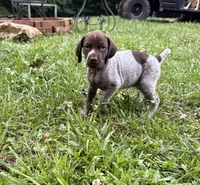 Girl 5, a female German Shorthaired Pointer for sale in Warne, NC – 10 of 10