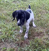 Girl 1, a female German Shorthaired Pointer for sale in Warne, NC – 8 of 10