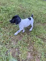 Girl 1, a female German Shorthaired Pointer for sale in Warne, NC – 9 of 10