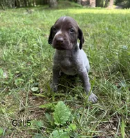 Girl 5, a female German Shorthaired Pointer for sale in Warne, NC – 1 of 10