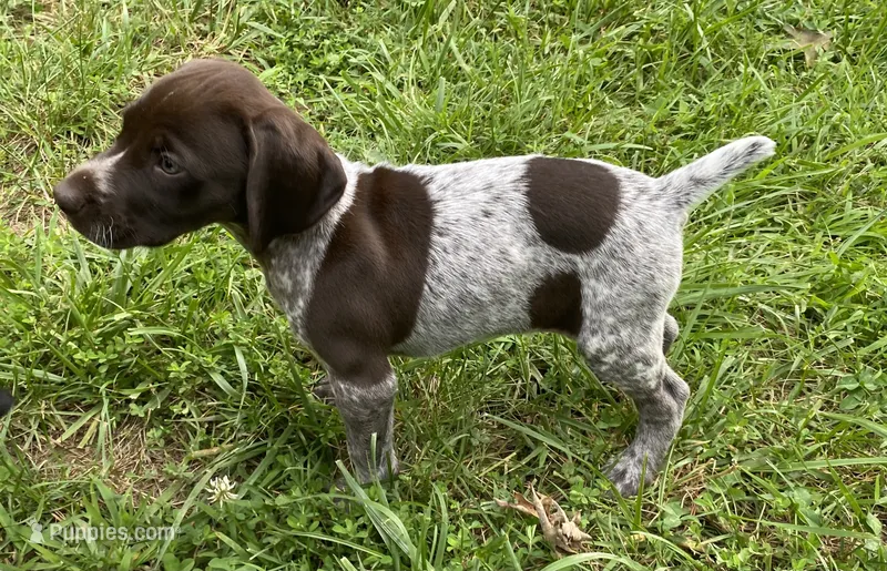 Girl 2 – German Shorthaired Pointer puppy for sale in Warne, NC