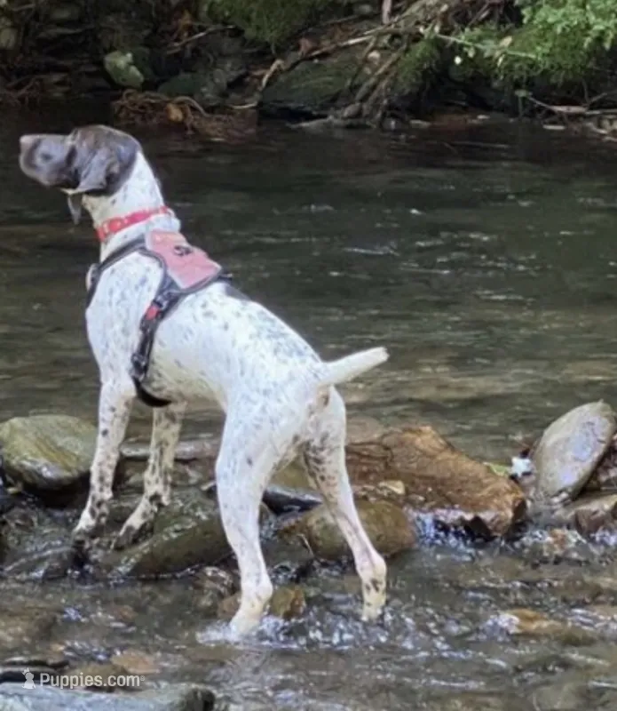 Girl 5 – German Shorthaired Pointer puppy for sale in Warne, NC