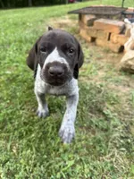 Girl 4, a female German Shorthaired Pointer for sale in Warne, NC – 4 of 10