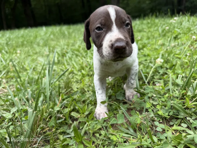 Boy 1 – German Shorthaired Pointer puppy for sale in Warne, NC