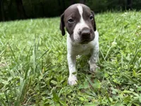 Boy 1, a male German Shorthaired Pointer for sale in Warne, NC – 1 of 10
