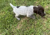 Girl 2, a female German Shorthaired Pointer for sale in Warne, NC – 8 of 10