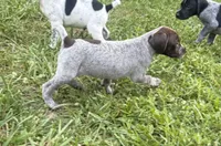 Girl 5, a female German Shorthaired Pointer for sale in Warne, NC – 3 of 10