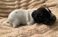 Girl 3, a female German Shorthaired Pointer for sale in Warne, NC – 6 of 10