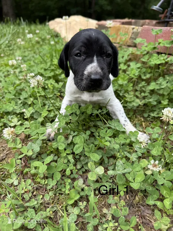 Girl 1 – German Shorthaired Pointer puppy for sale in Warne, NC