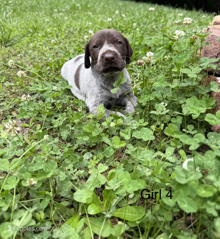 Girl 4 – German Shorthaired Pointer puppy for sale in Warne, NC