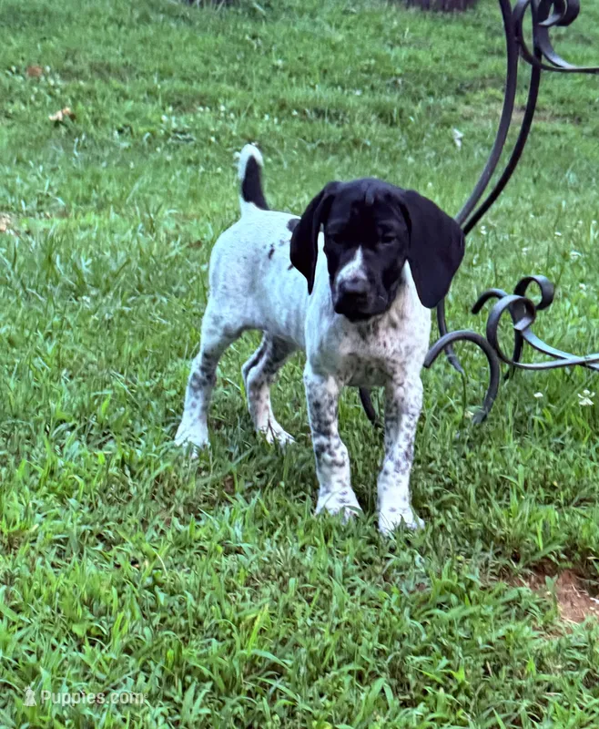 Girl 1 – German Shorthaired Pointer puppy for sale in Warne, NC
