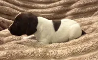 Boy 1, a male German Shorthaired Pointer for sale in Warne, NC – 4 of 10