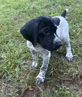Girl 1, a female German Shorthaired Pointer for sale in Warne, NC – 4 of 10