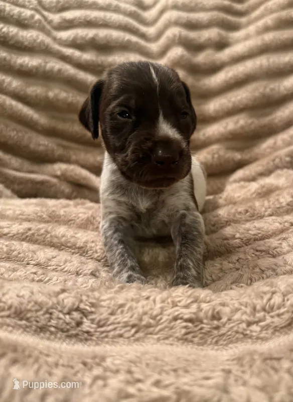 Girl 2 – German Shorthaired Pointer puppy for sale in Warne, NC