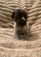 Girl 2, a female German Shorthaired Pointer for sale in Warne, NC – 1 of 10