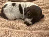 Girl 4, a female German Shorthaired Pointer for sale in Warne, NC – 2 of 10