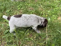 Girl 5, a female German Shorthaired Pointer for sale in Warne, NC – 2 of 10