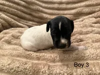 Boy 3, a male German Shorthaired Pointer for sale in Warne, NC – 3 of 10