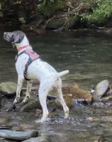 Boy 1, a male German Shorthaired Pointer for sale in Warne, NC – 10 of 10