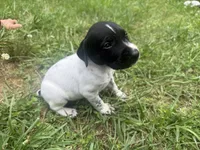 Boy 3, a male German Shorthaired Pointer for sale in Warne, NC – 7 of 10