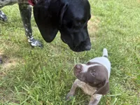 Boy 2, a male German Shorthaired Pointer for sale in Warne, NC – 3 of 10
