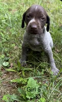 Girl 5, a female German Shorthaired Pointer for sale in Warne, NC – 3 of 10