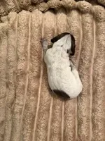 Girl 5, a female German Shorthaired Pointer for sale in Warne, NC – 8 of 10