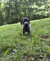 Girl 4, a female German Shorthaired Pointer for sale in Warne, NC – 7 of 10