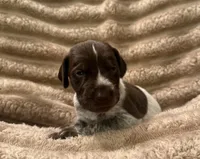 Girl 2, a female German Shorthaired Pointer for sale in Warne, NC – 4 of 10