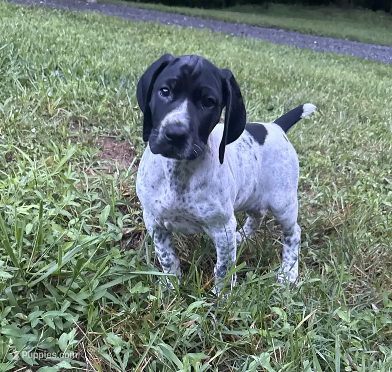 Girl 1 – German Shorthaired Pointer puppy for sale in Warne, NC