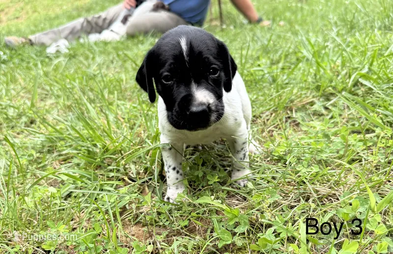 Boy 3 – German Shorthaired Pointer puppy for sale in Warne, NC
