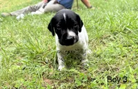 Boy 3, a male German Shorthaired Pointer for sale in Warne, NC – 1 of 10