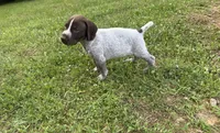 Boy 2, a male German Shorthaired Pointer for sale in Warne, NC – 10 of 10