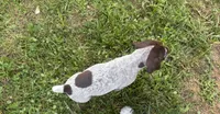 Girl 5, a female German Shorthaired Pointer for sale in Warne, NC – 6 of 10
