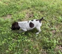 Girl 4, a female German Shorthaired Pointer for sale in Warne, NC – 6 of 10