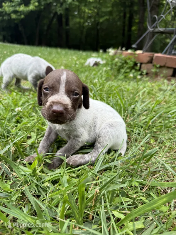 Boy 2 – German Shorthaired Pointer puppy for sale in Warne, NC