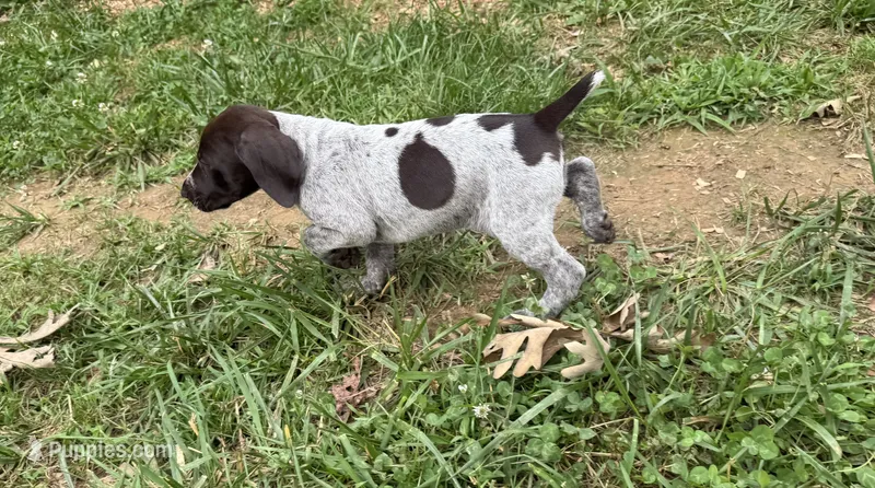 Girl 4 – German Shorthaired Pointer puppy for sale in Warne, NC